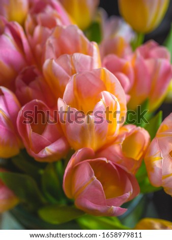 beautiful flowers tulips of yellow and pink color, spring holidays concept