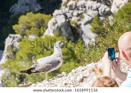Man takes a picture of seagull sitting on rocky edge. Seagull posing for the camera in France