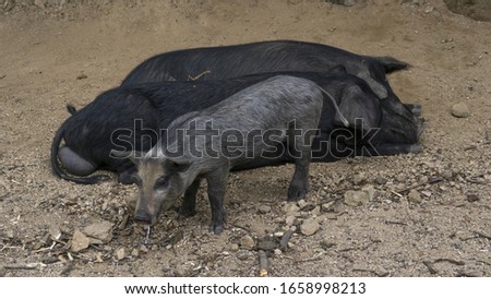 
Three black pigs grazing free.