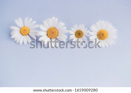 Marguerites on colorful background, with text space, template, design 
