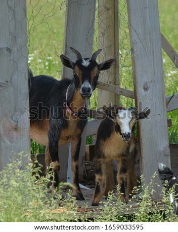 Nanny Goat and baby goat standing in field