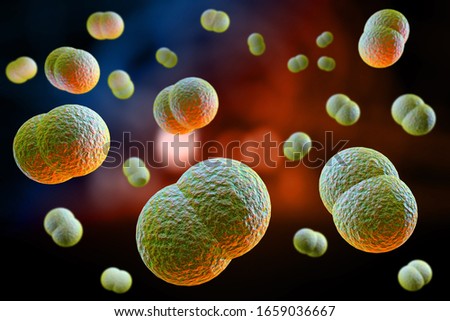 Microscope close up of meningitis bacteria, also known as meningococcus 3D Illustration