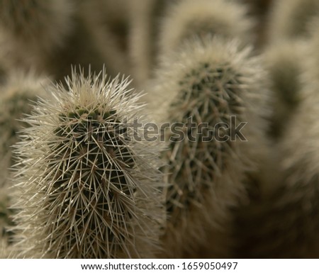 A cholla cactus in the Arizona desert.