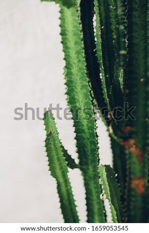 green tall cactus on white-painted wall background