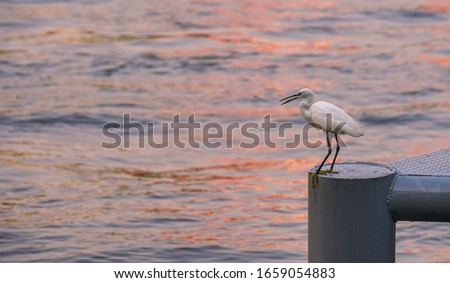 A white bird standing on a pole With beautiful waves
