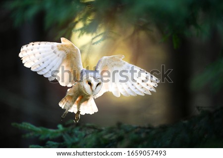 Barn Owl in flight.  Wildlife scene from wild forest. Flying bird tyto alba.