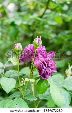 Purple flowers and rosebuds in the park