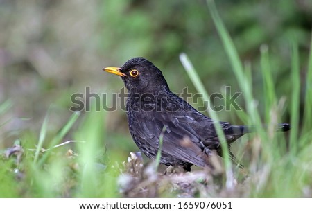 Close up of a beautiful male common  blackbird (Turdus merula) on the grass hunting for worms. Stunning bird background image of an european blackbird in a park. Lugo, Spain. 