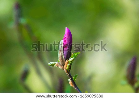 Blooming magnolia on a branch. Beautiful pink spring flower on a tree branch, banner postcard. Selective focus.