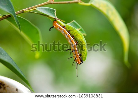 Common crow caterpillar eating leaf of plant 4