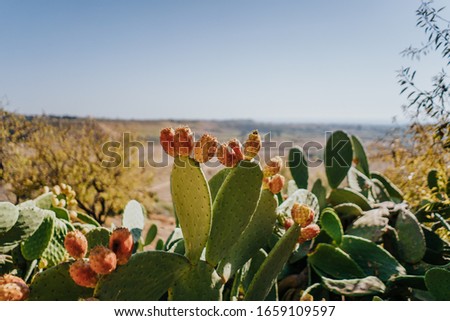 Prickly pear cactus with fruits in a beautiful landscape in Sicily, by the Mediterranean Sea Royalty-Free Stock Photo #1659109597