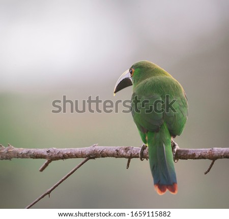 aulacorhynchus prasinus ramphastidae bird green