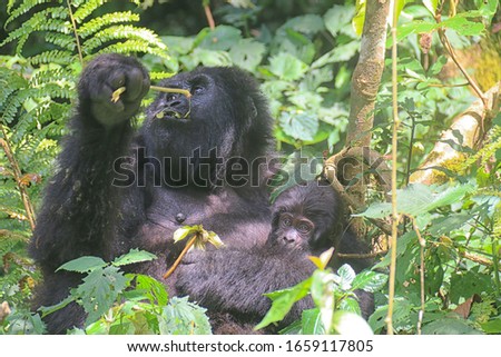 Incredible close-up stock photo of black mountain gorilla, feeding and walking through the lush green jungle backdrop of the Bwindi forests, Uganda, East Africa.  