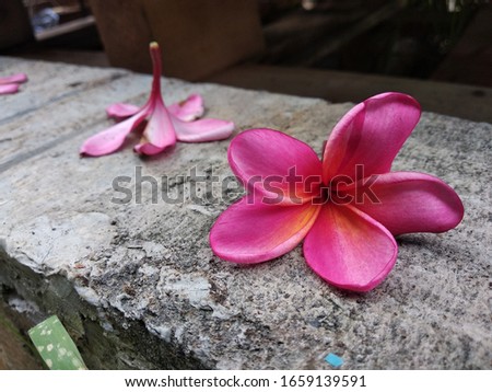 Pink plumeria frangipani flowers Fell on the ground