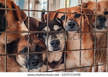 Unwanted and homeless dogs of different breeds in animal shelter. Looking and waiting for people to come adopt. Shelter for animals concept Royalty-Free Stock Photo #1659153448