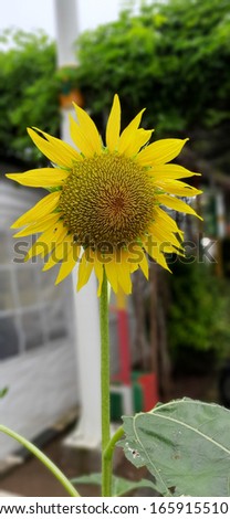Sunflower in the garden in morning