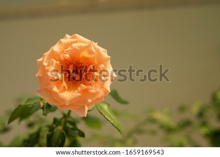 
Sonic color rose with strips on blur background