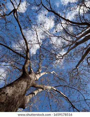 An image of the sky, looking through the trees Royalty-Free Stock Photo #1659178516