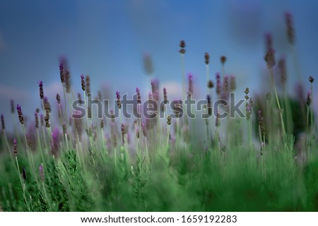 Selective focus on lavender flower in flower garden - lavender flowers lit by sunlight, Dalat, Vietnam