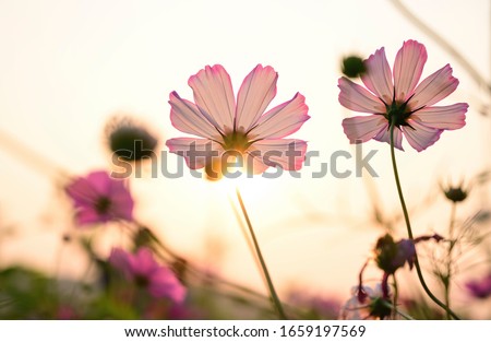 Macro of pink cosmos in backlight at sunset_ Royalty-Free Stock Photo #1659197569