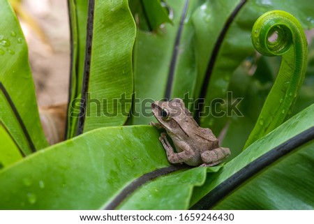 Gray tree frog on green leaf fern, Animal wildlife.