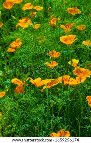Eschscholzia The genus was named after the Baltic-German-Imperial Russian botanist Johann Friedrich von Eschscholz (1793-1831). All species come from Mexico or the southern United States.