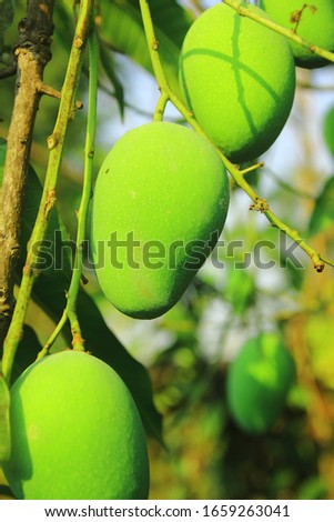 Close-up of green hanging mango, mango tree, agricultural products.