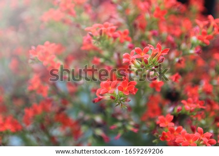 Close up beautiful small red bush of kalanchoe flower on blurred green leaf background in garden with morning light. Small red flower on branch in garden.