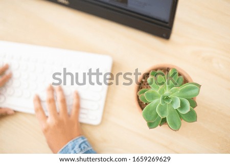Succulent plants focus, fresh small garden decoration on office desk with blur area for copy space