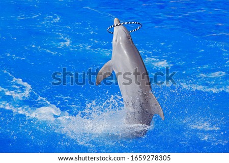Dolphin with hoop ring - lula hop plaing in the ocean sea. Ocean wave with animal. Bottlenosed dolphin, Tursiops truncatus, in the blue water. Wildlife action scene from ocean. Funny animal image.