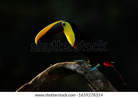 Toucan with big bill. Rainy season in America. Chestnut-mandibled toucan sitting on branch in tropical rain with green jungle background. Wildlife scene from tropic jungle. Animal in Panama forest. 