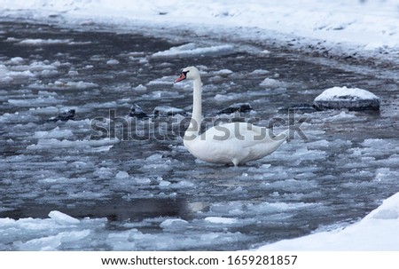 The mute swan (Cygnus olor) is a species of swan and a member of the waterfowl family Anatidae.