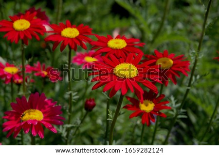 Tanacetum coccineum (Formerly Chrysanthemum coccineus) Painted Daisies are old-fashioned perennials. Lacy dark-green leaves grow in thick clumps with red to dark-pink flowers growing on tall stems. Royalty-Free Stock Photo #1659282124
