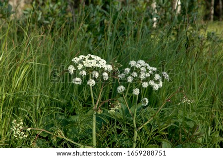 Cowbane, which is more commonly known as water hemlock, poison parsnip, or poison parsley, is often referred to as the most violently toxic plant. (Cicuta virosa) Royalty-Free Stock Photo #1659288751