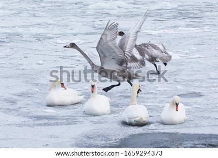 The whooper swan (Cygnus cygnus) and Mute swan (Cygnus olor) gathered on the ice on a chilly winter day in Sweden.