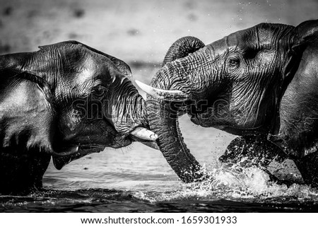 Elephant in Khwai River In Botswana