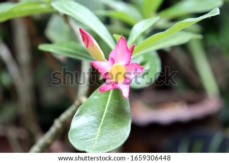 Pink flower are blossoming green background.