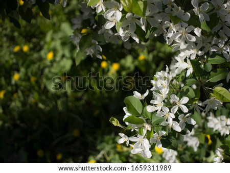 flowering branches of Apple trees in a natural environment. tenderness and light. spring beauty. the Apple tree in its glory. Soft focus