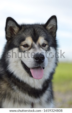 an Alaskan Malamute posing for a picture