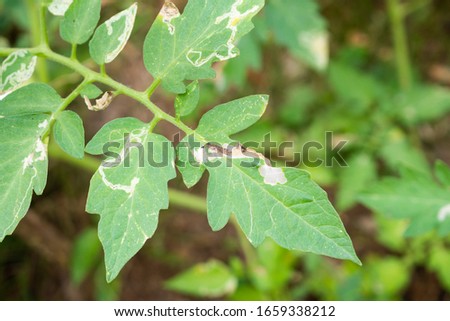 Tomatoes plant with disease on leaves in vegetable garden