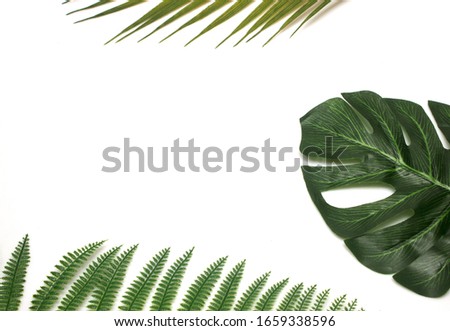 different tropical leaves background, isolated on white background