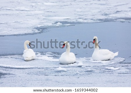   Mute swan (Cygnus olor) gathered on the ice on a chilly winter day in Sweden.