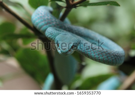 Snake Blue Pit Viper (Trimeresorus Insularis) is a venomous pit viper endemic to Southeast Asia and is is a venomous pit viper subspecies found in Indonesia and East Timor