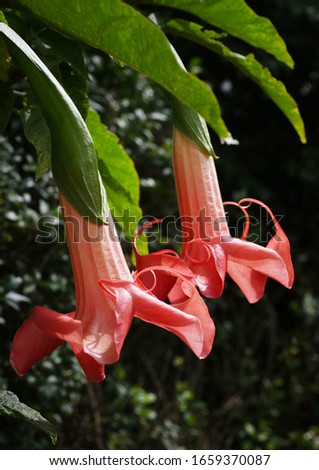 Beautiful Brugmansia - Angels Trumpets Flowers flowering in their natural Environment in the garden