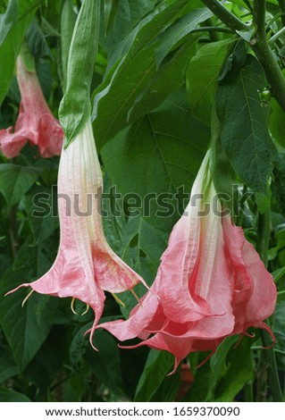 Beautiful Brugmansia - Angels Trumpets Flowers flowering in their natural Environment in the garden