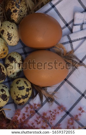 Happy Easter day. Congratulatory   easter eggs in nest on black and white wooden background with space  .spring flowers  cotton .texture