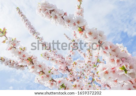 Soft pink blooming Japanese cherry close-up on a Sunny spring day. Soft focus