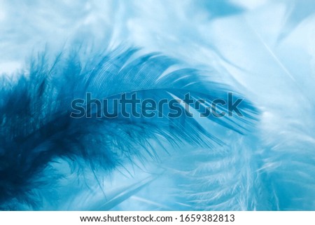 Abstract soft blue feather background. Closeup of light and dark blue feathers. Soft selective focus. Royalty-Free Stock Photo #1659382813
