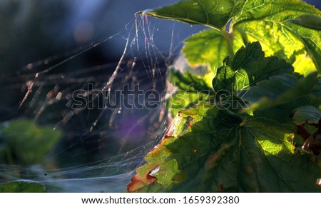 Cobwebs on blackcurrant leaves in autumn in sunset light
