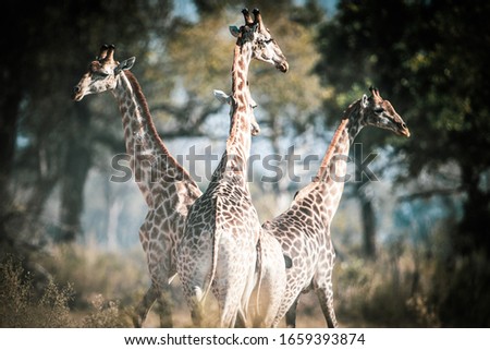 Giraffes In Okavango Delta In Botswana